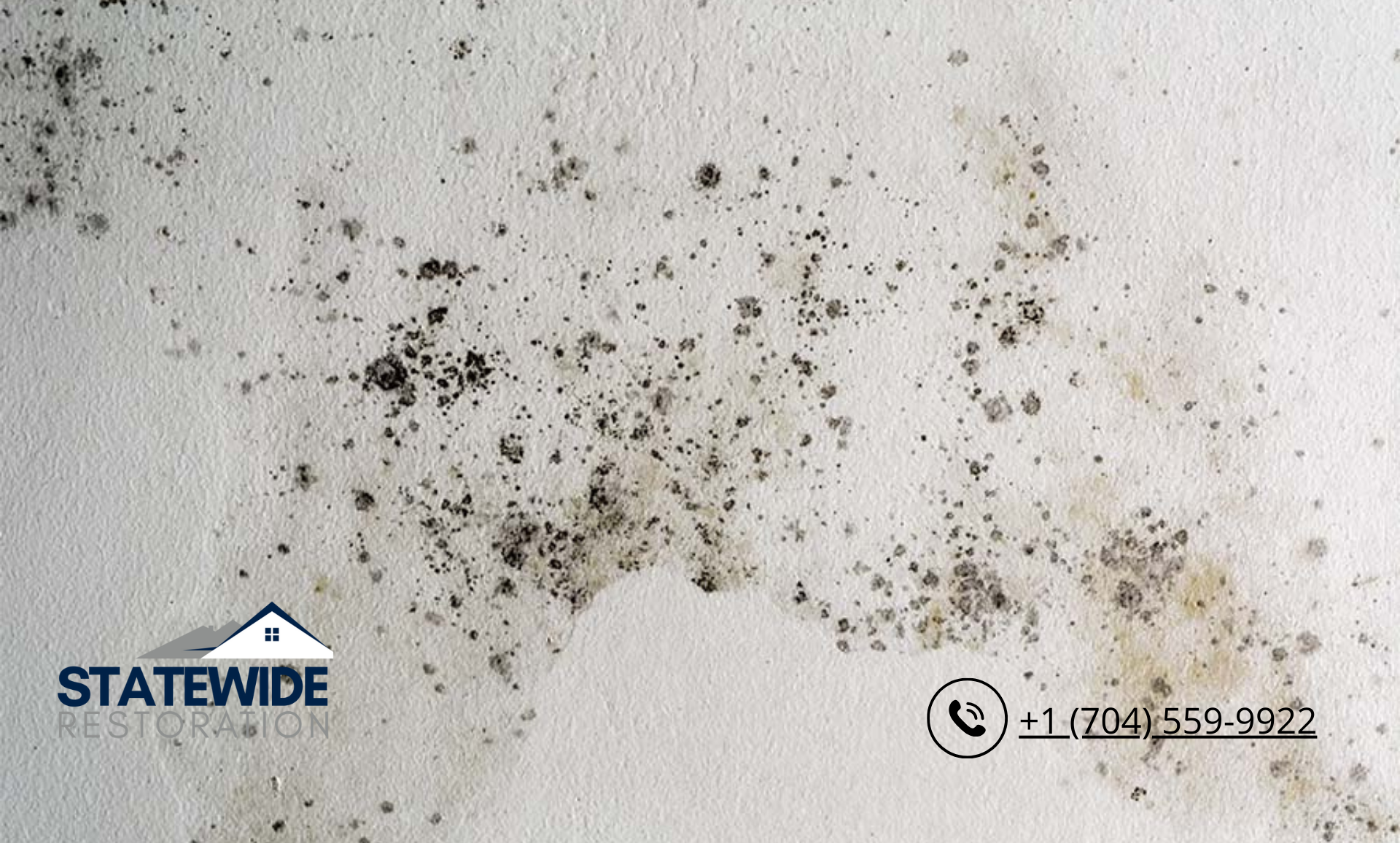 Mold Removal Costs: What to Expect and How to Budget